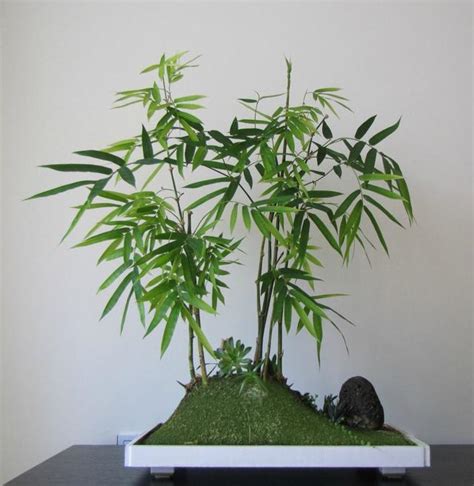 竹類盆栽